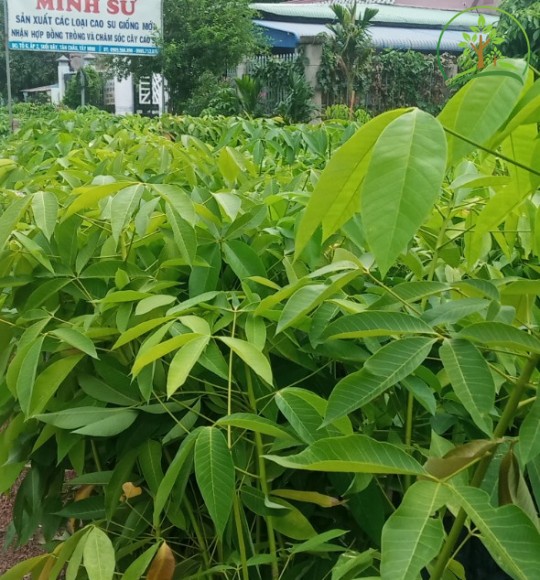 Giống cao su PB235