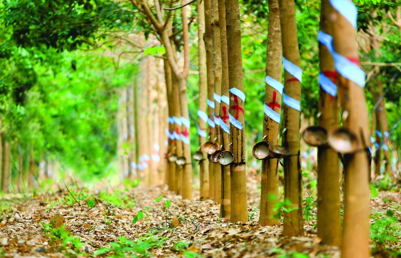 Cao su thiên nhiên