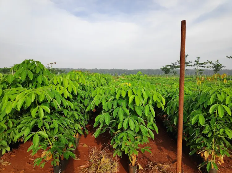 Thông tin chi tiết về GIỐNG CAO SU RRIV 106