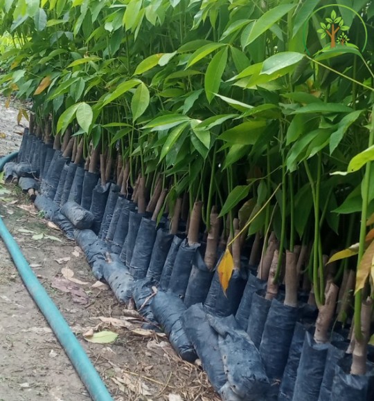 Giống cây cao su PB235