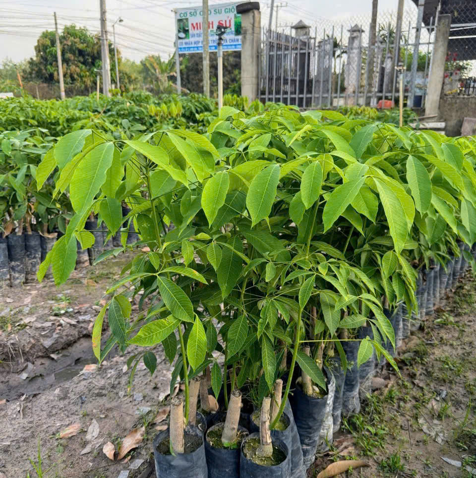 Lưu ý quan trọng để nâng cao tỷ lệ sống của cây