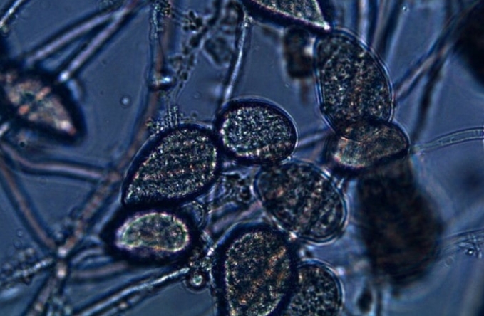 Nấm Phytophthora