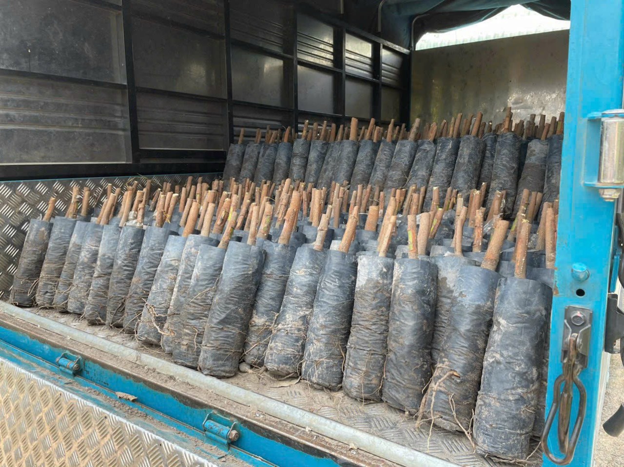 bầu cao su giống