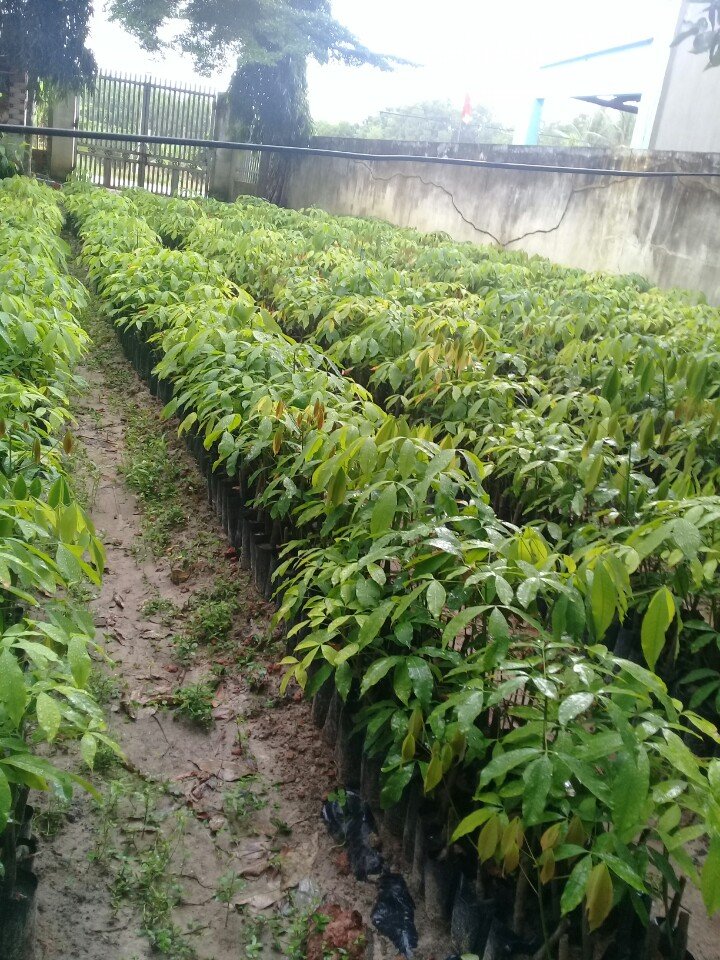 Giống cao su 124 một từng lá