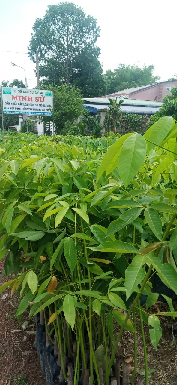 Giống cao su pb235 hai từng lá