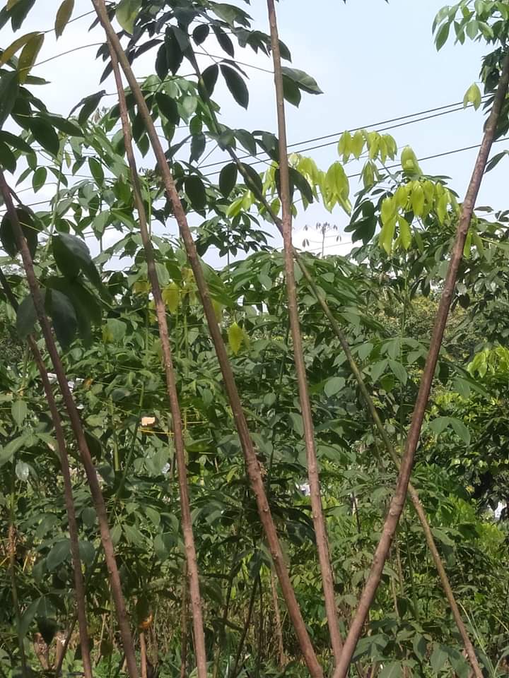 Cành ghép giống pb235