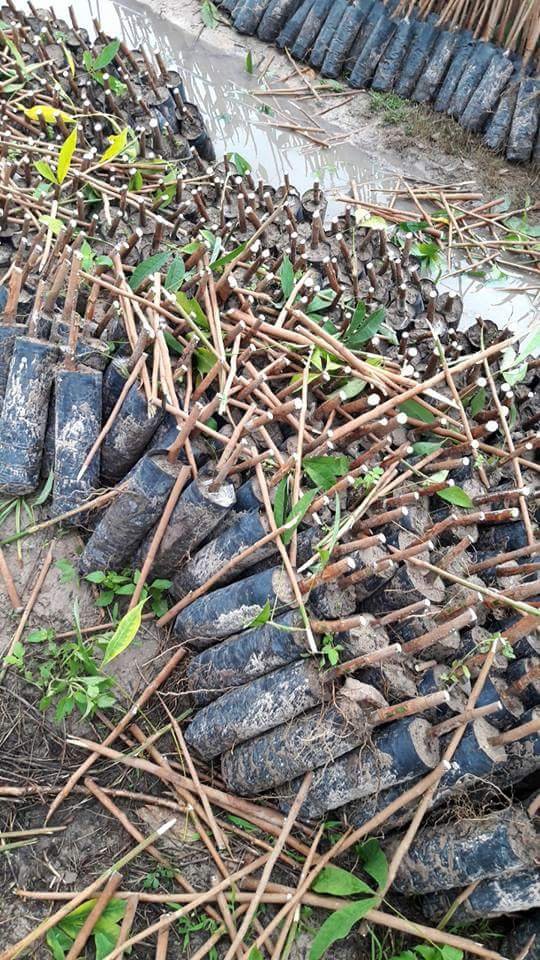 Bầu cắt ngọn giống rriv 124 siêu mũ