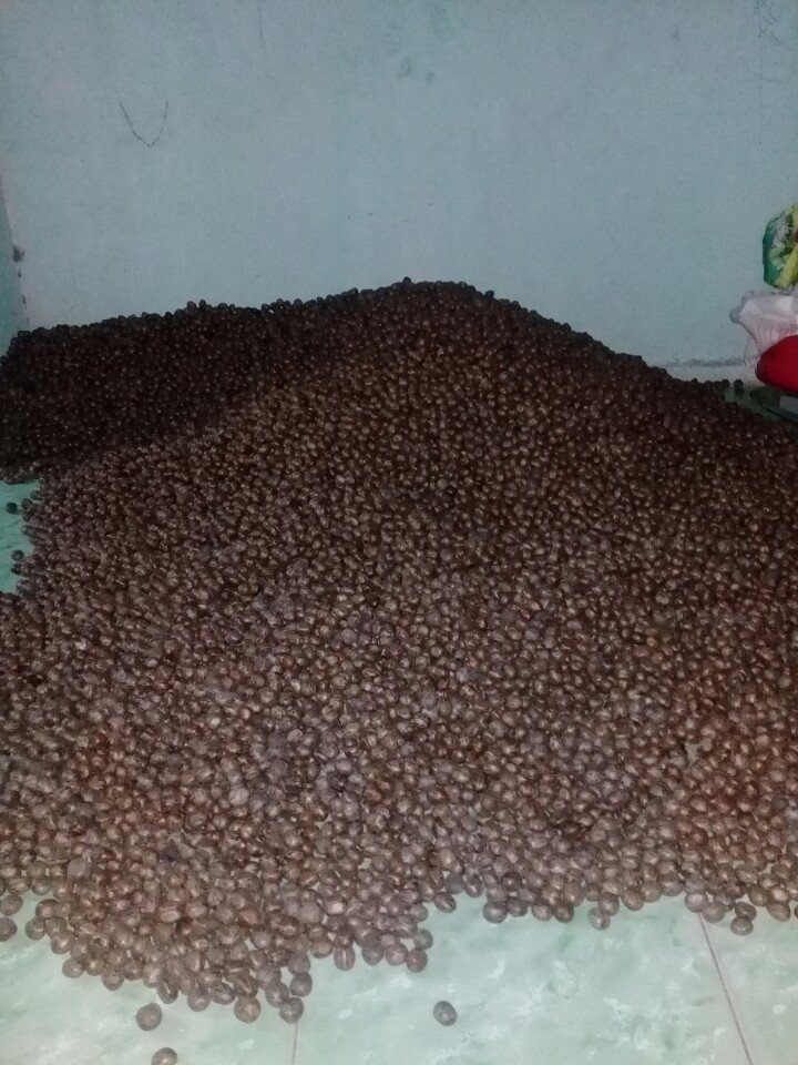 Hạt giống cao su