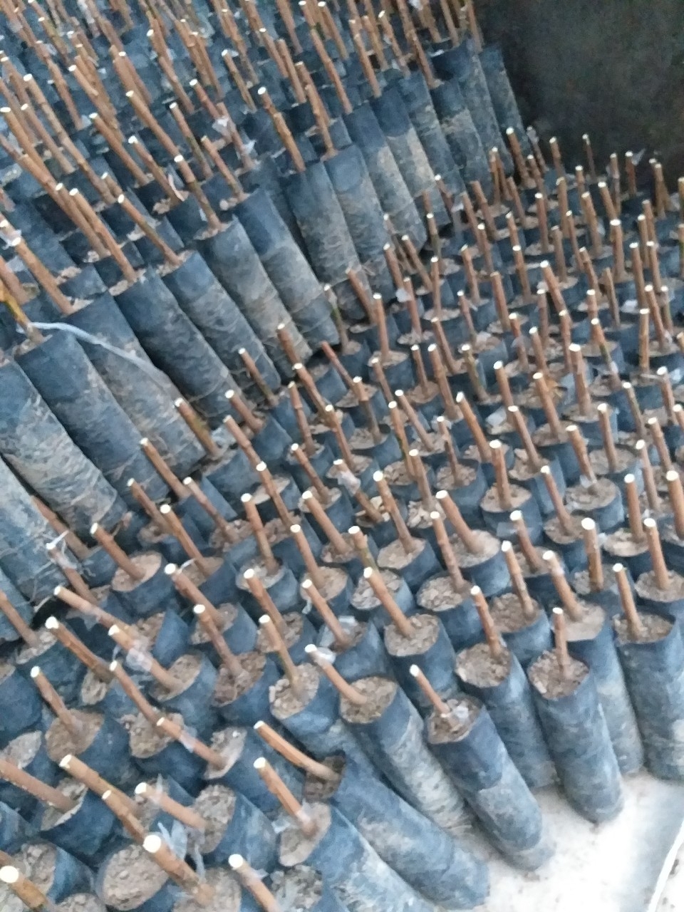 Bầu cao su giống