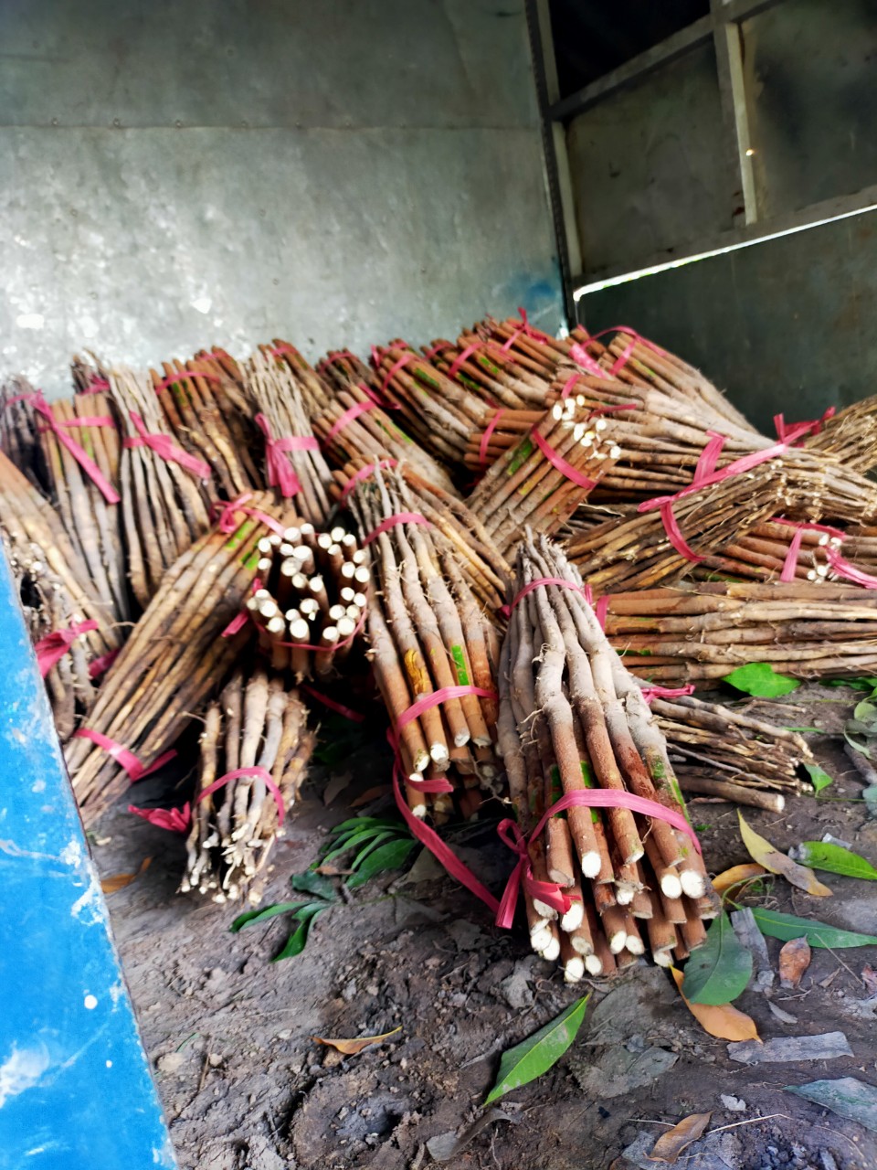 Cao su giá tốt nhất thị trường